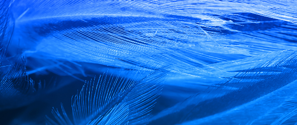 PARTNER_LISTING_BANNER